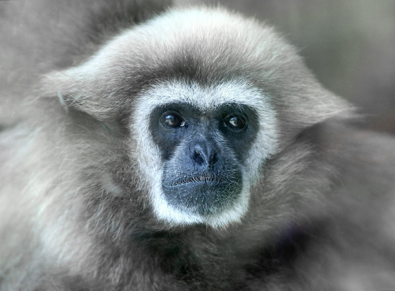 Zoo Portraits 3